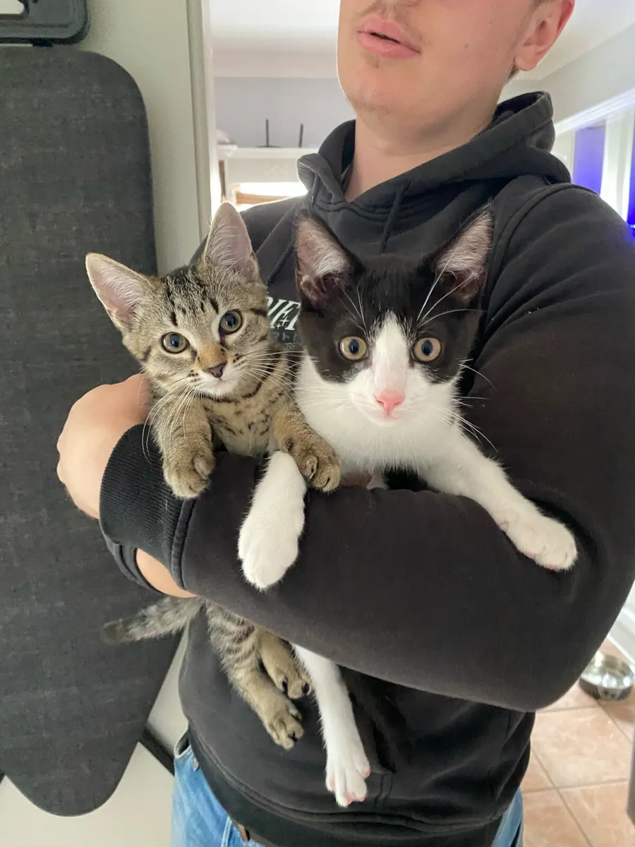 kitten - Image 1