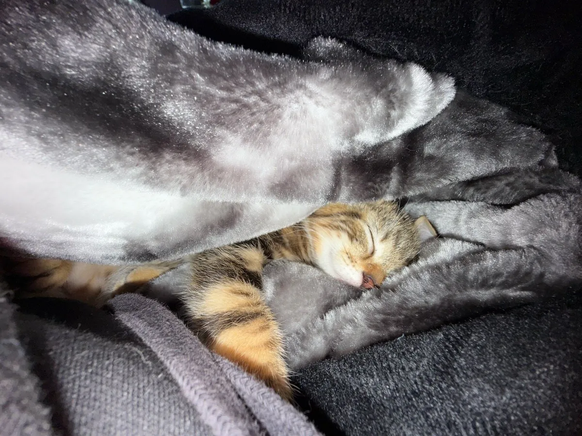 Halfbengal - Image 2