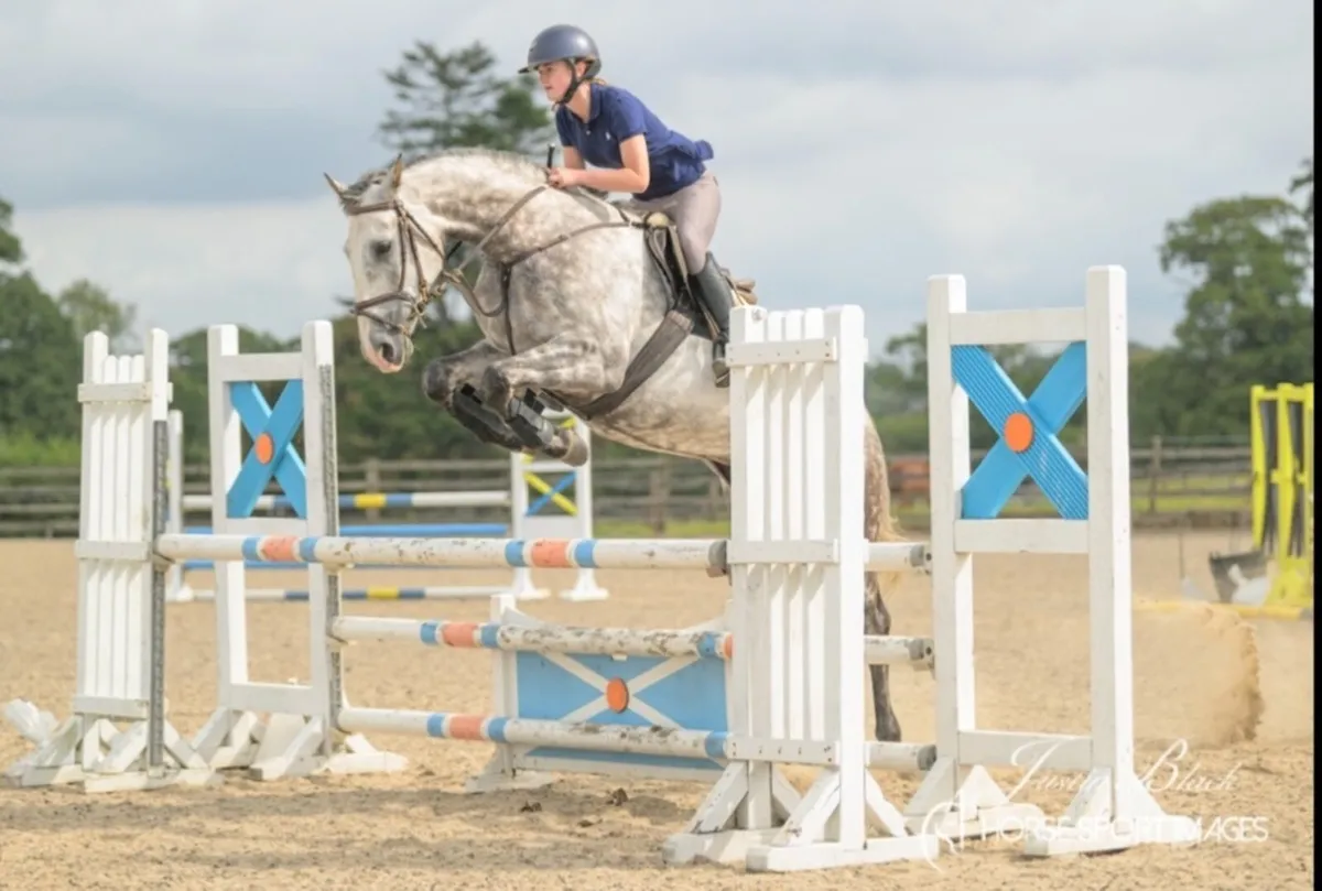 Horse - Image 1