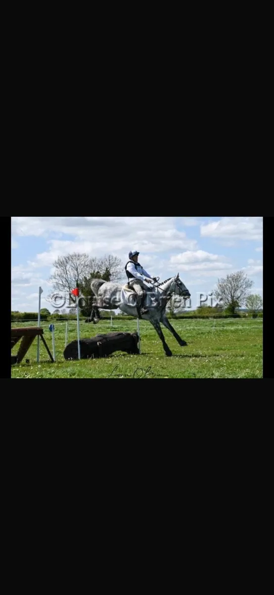 Horse - Image 3
