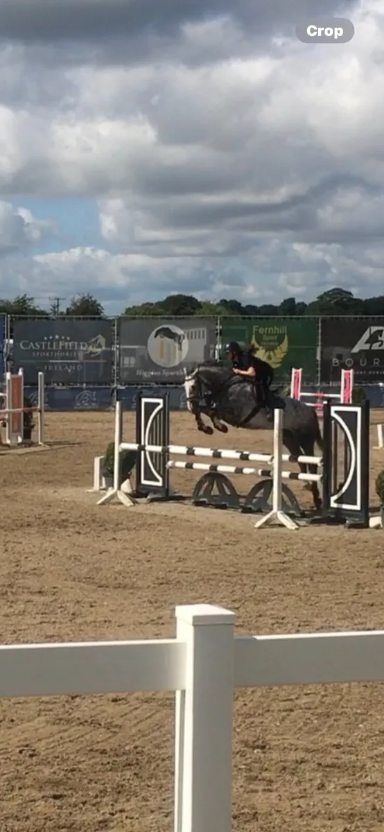 Horse - Image 4