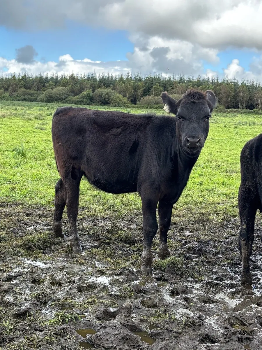 40 Angus Heifer Weanlings - Image 1