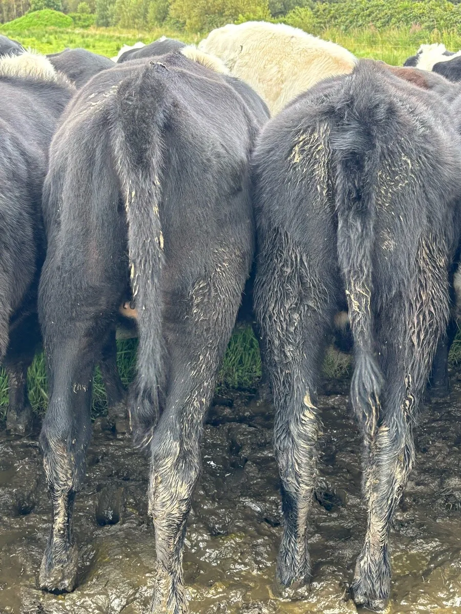 40 Angus Heifer Weanlings - Image 2