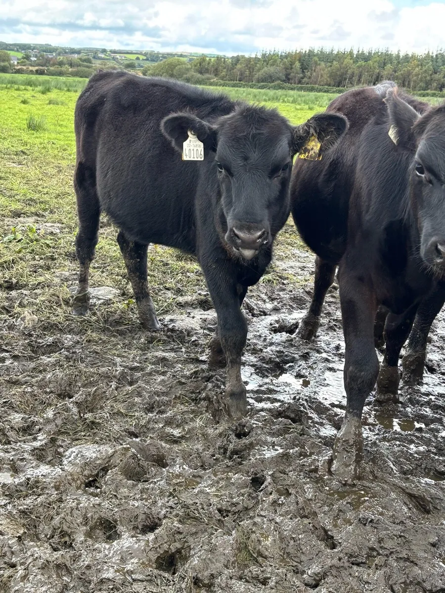 40 Angus Heifer Weanlings - Image 3
