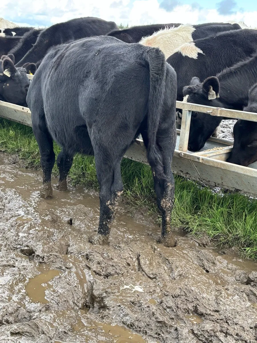 40 Angus Heifer Weanlings - Image 4