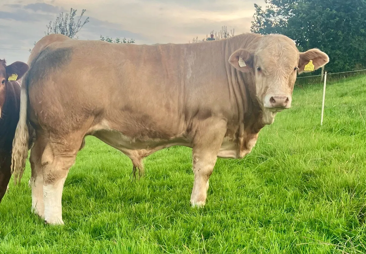 PBR SIMMENTAL BULL WEANLING - Image 1