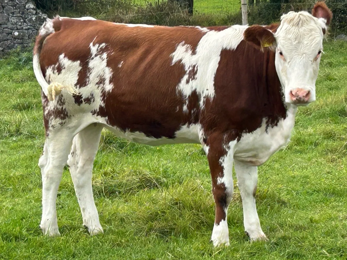 5 5 star Simmental heifers - Image 2