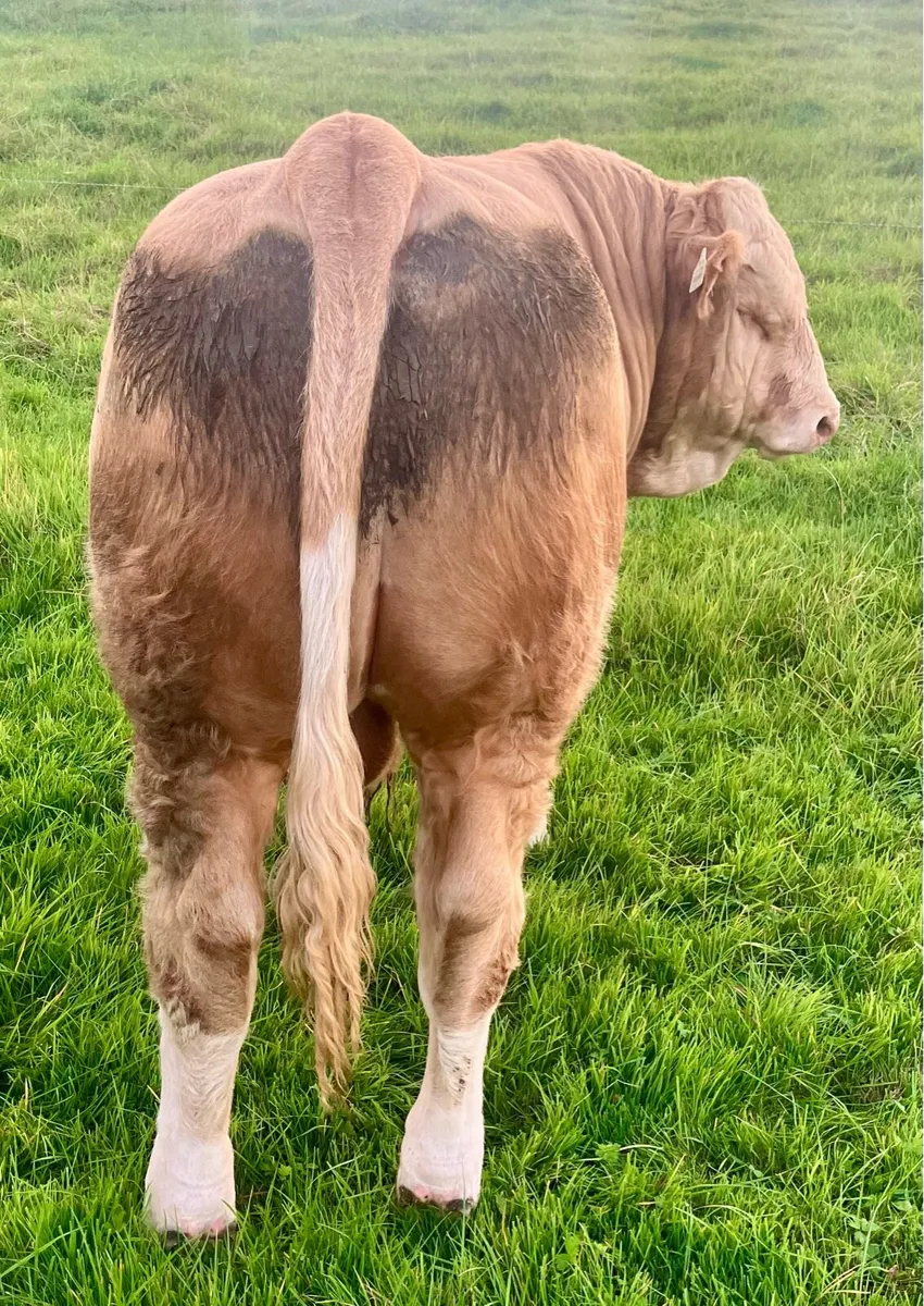 PBR SIMMENTAL BULL WEANLING - Image 2