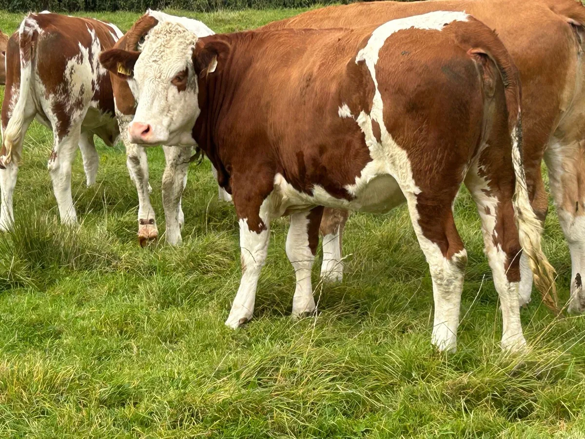 5 5 star Simmental heifers - Image 3