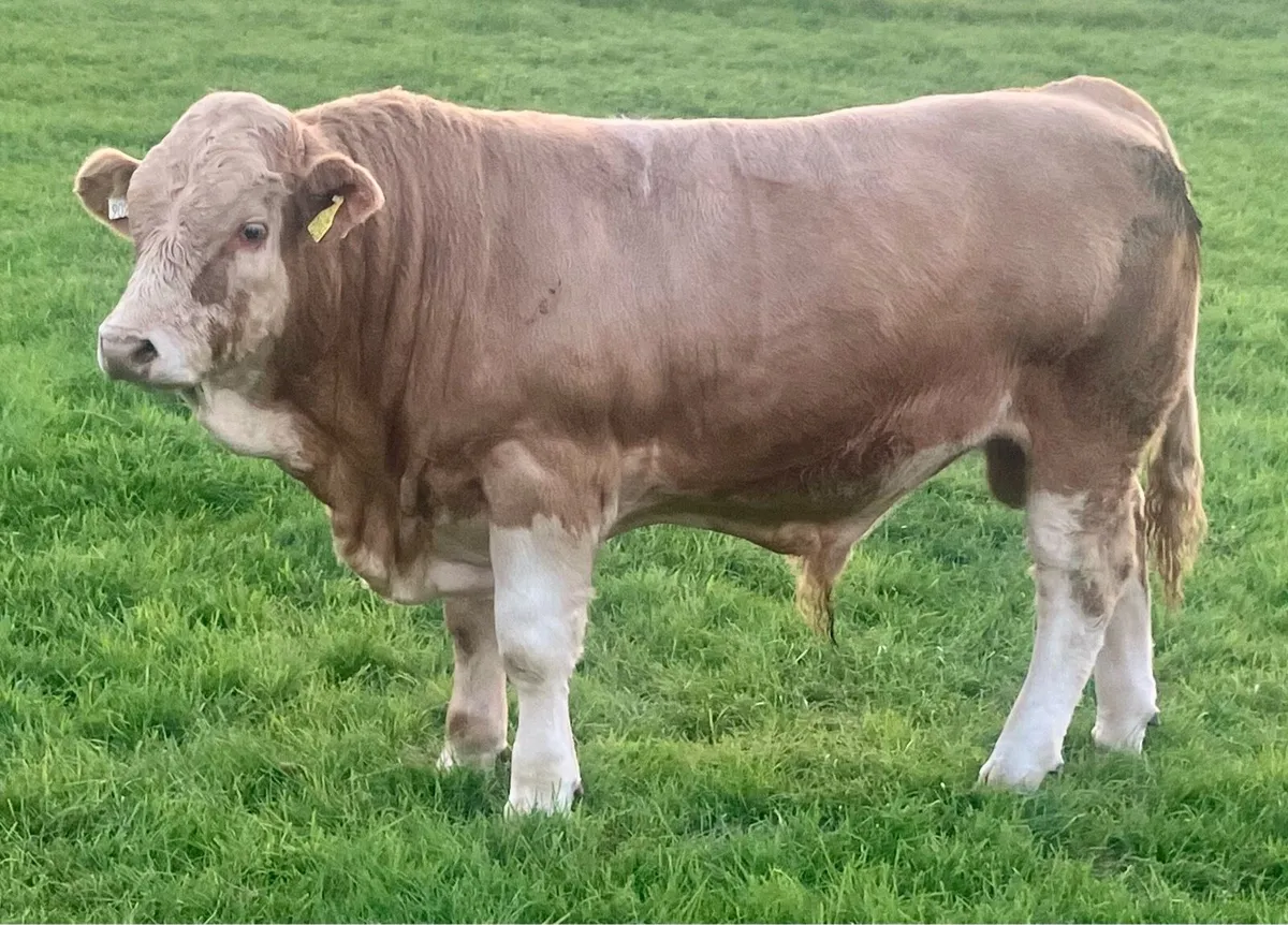 PBR SIMMENTAL BULL WEANLING - Image 3