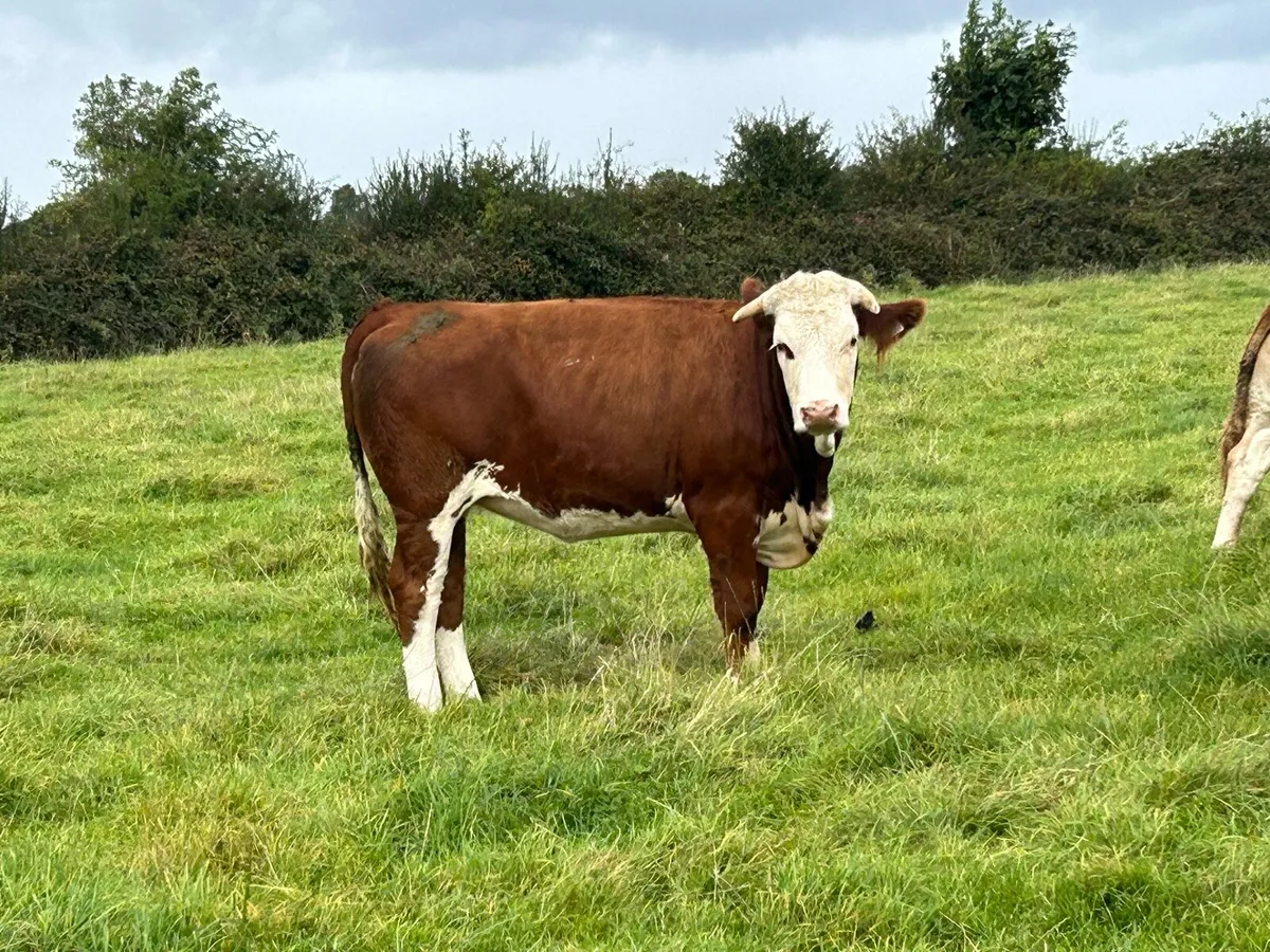 5 5 star Simmental heifers - Image 4