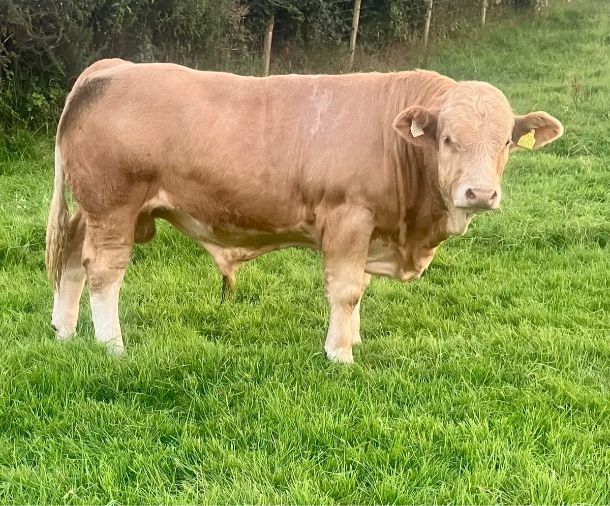 PBR SIMMENTAL BULL WEANLING - Image 4