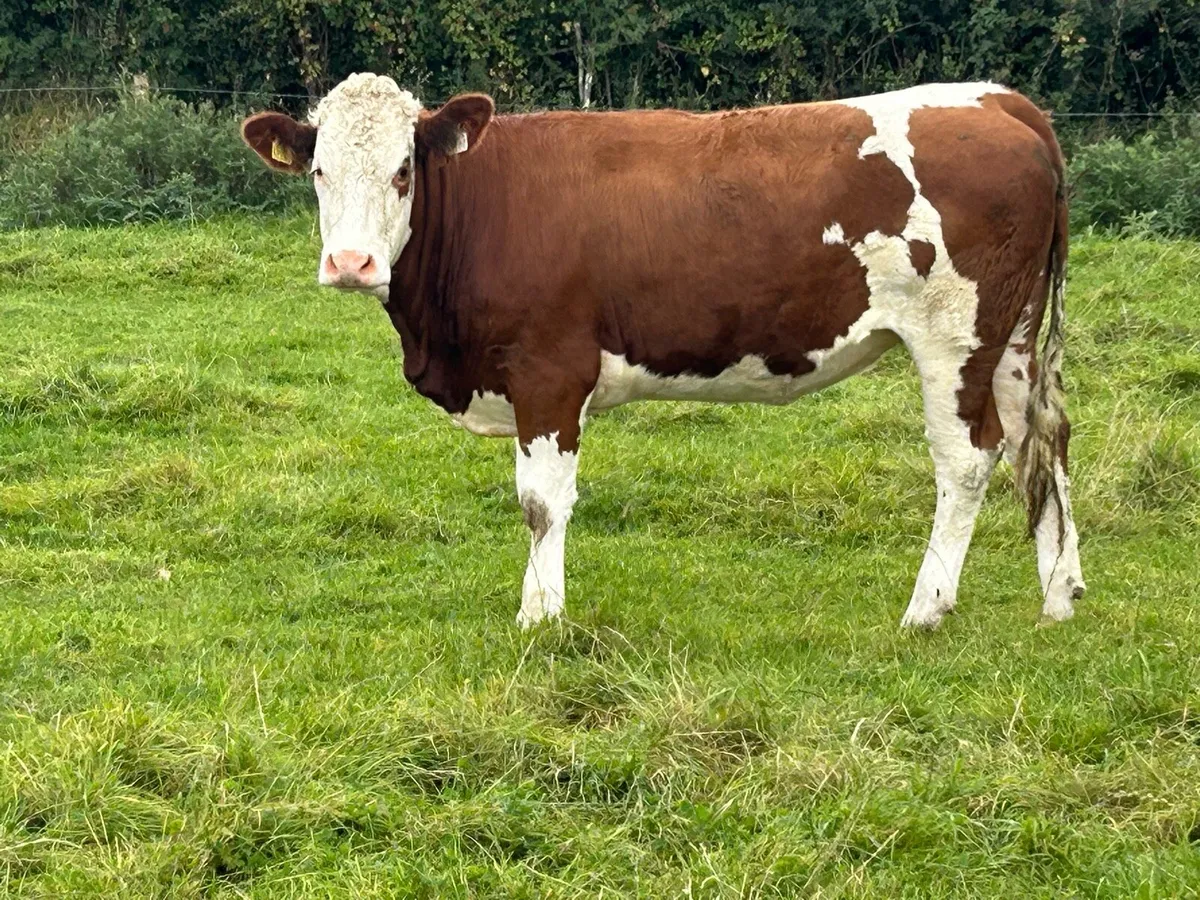 5 5 star Simmental heifers - Image 1