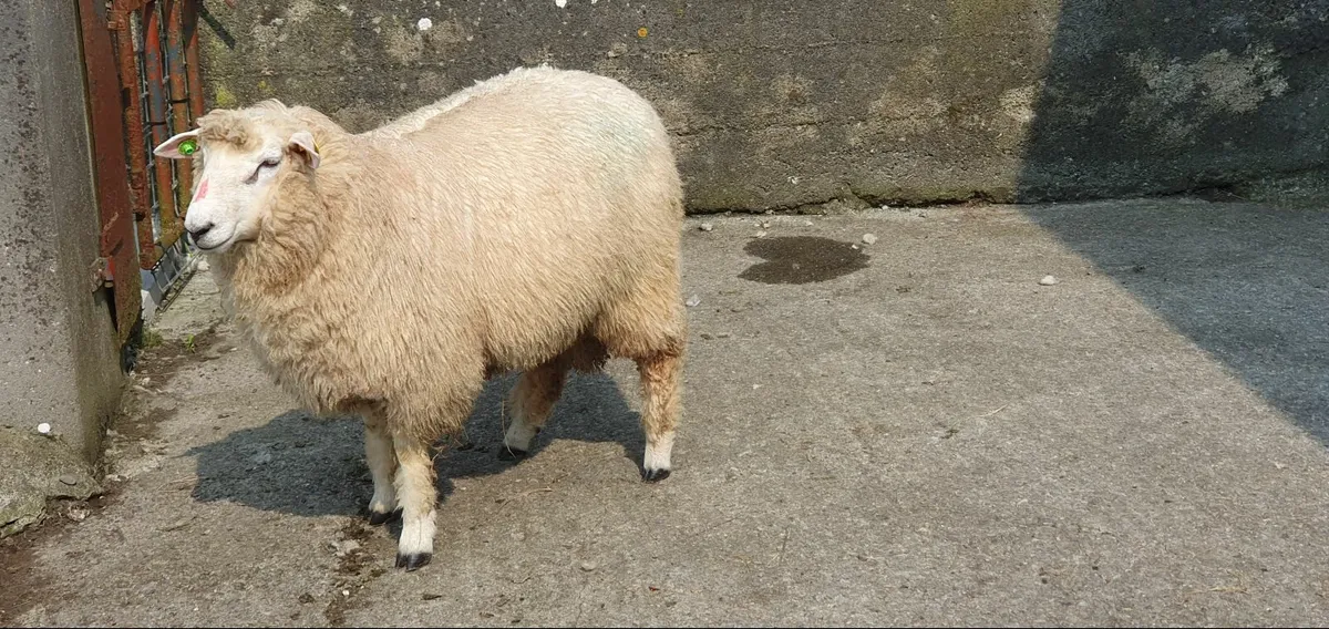 Galway Sheep 103rd Annual  Show and Sale 2025 - Image 2