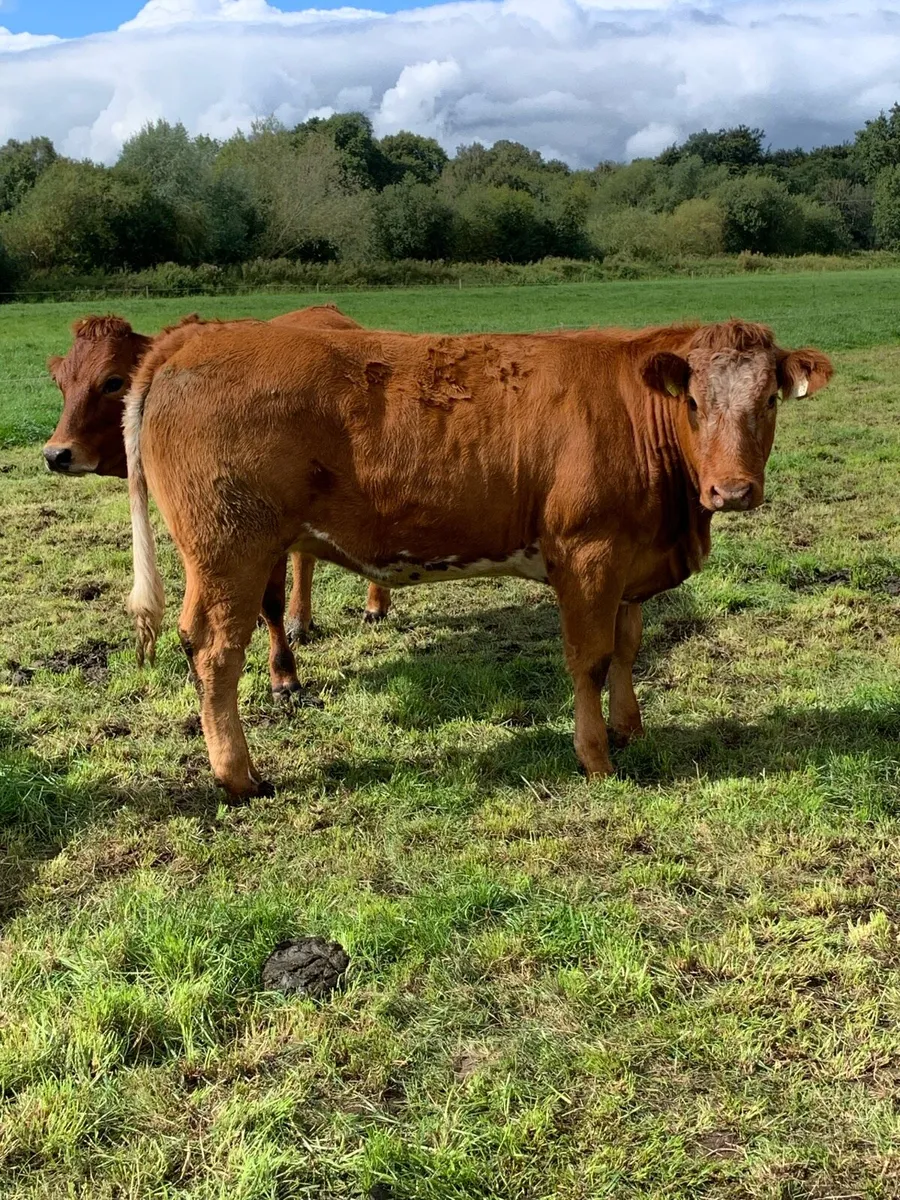 Roan heifer - Image 1