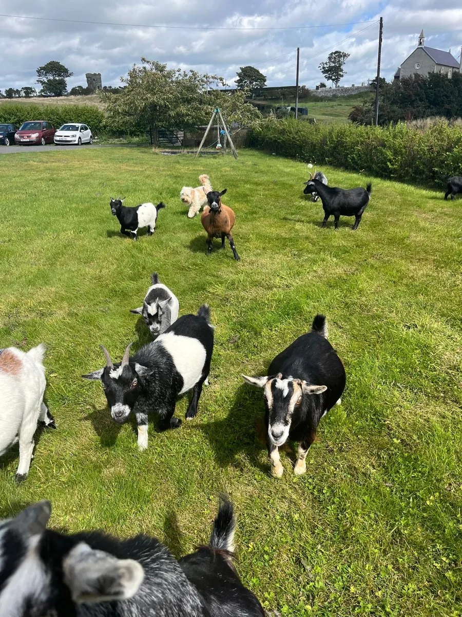 Pygmy goats - male, female, nanny, kids - Image 1
