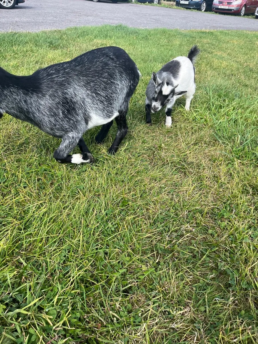 Pygmy goats - male, female, nanny, kids - Image 2