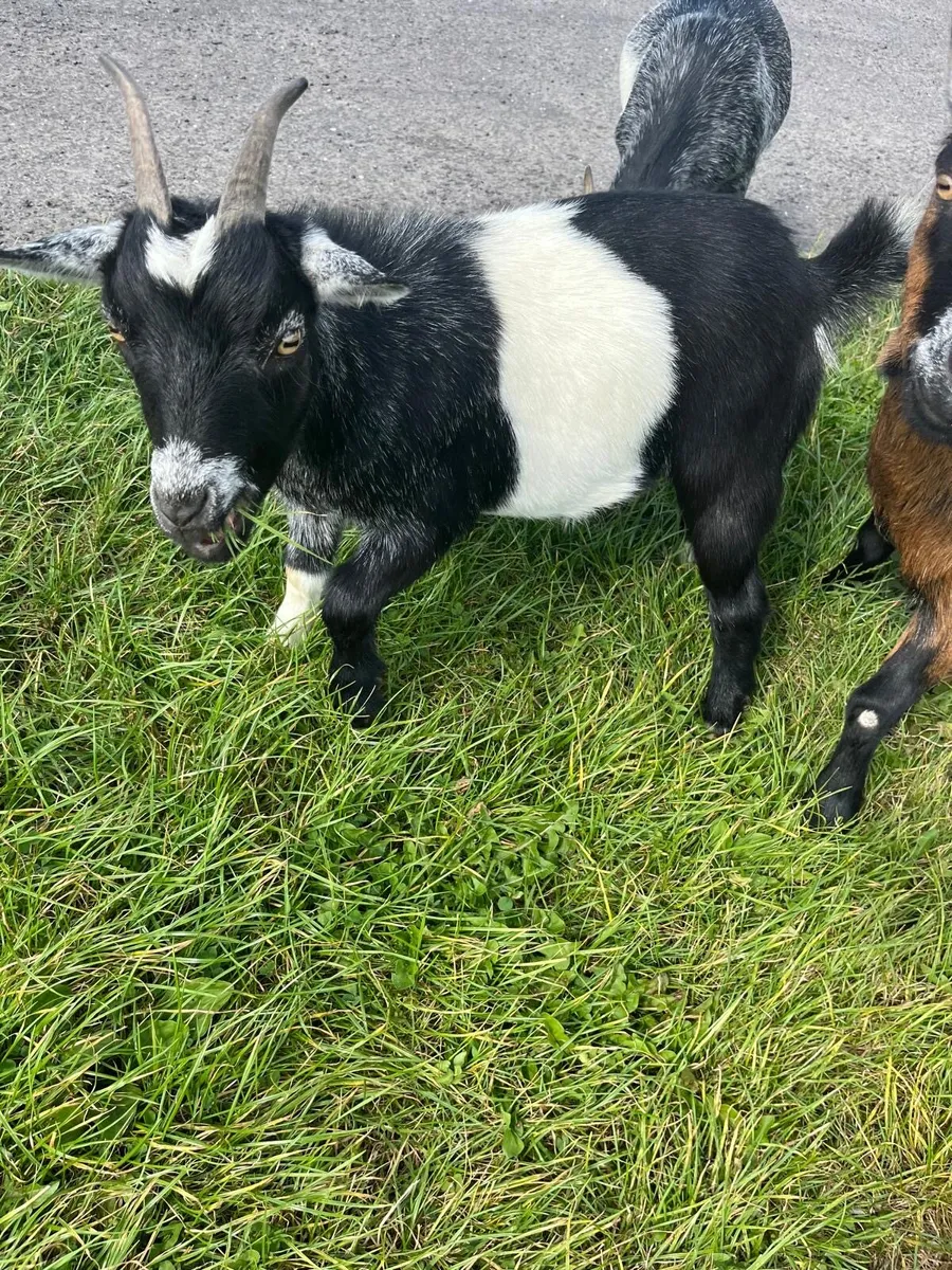 Pygmy goats - male, female, nanny, kids - Image 3