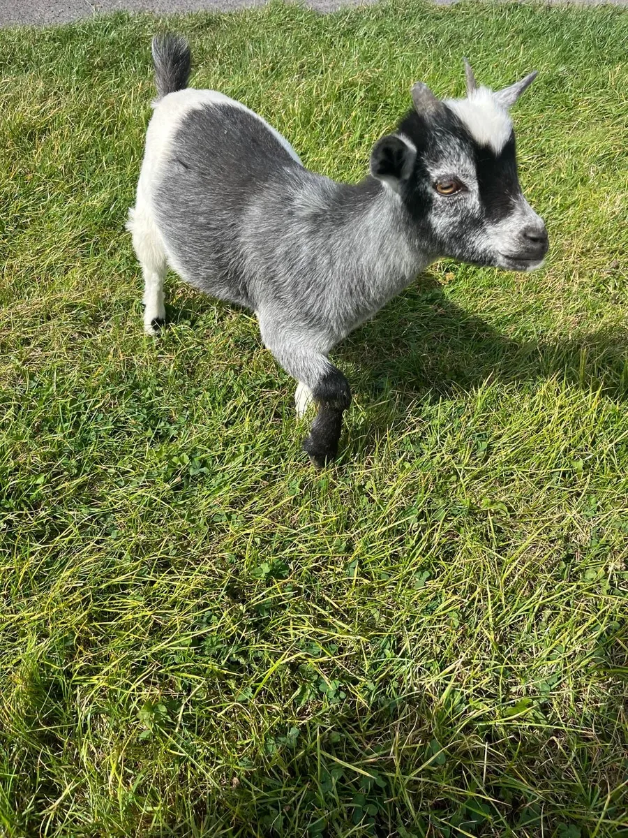 Pygmy goats - male, female, nanny, kids - Image 4