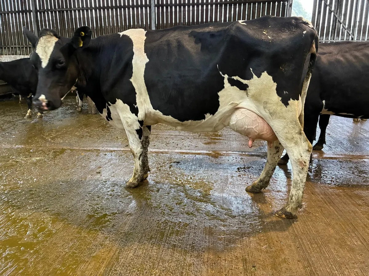Calved cows - Image 2