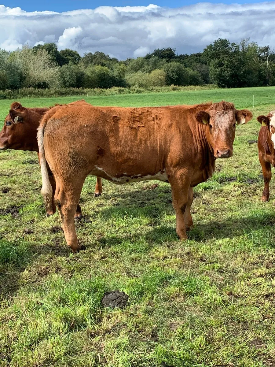 Roan heifer - Image 2