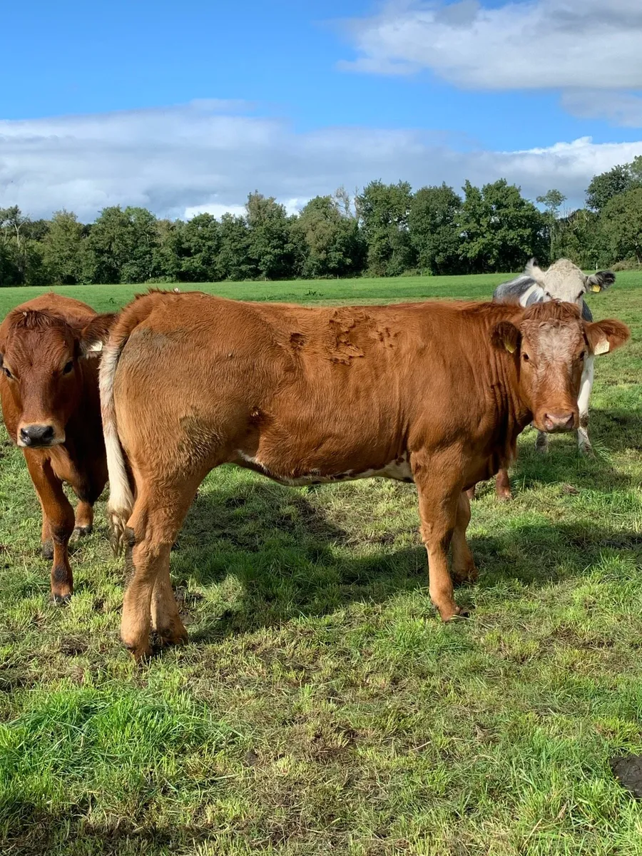 Roan heifer - Image 3
