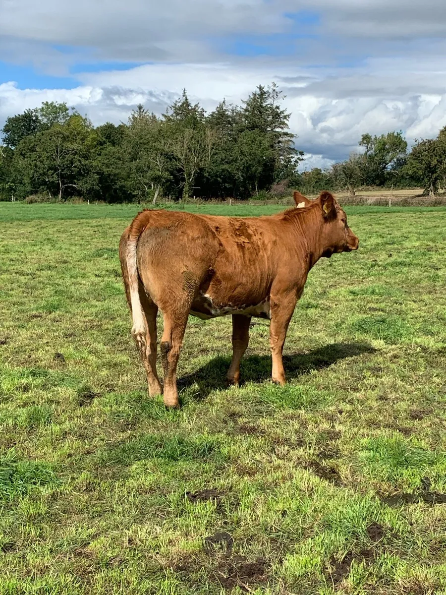 Roan heifer - Image 4