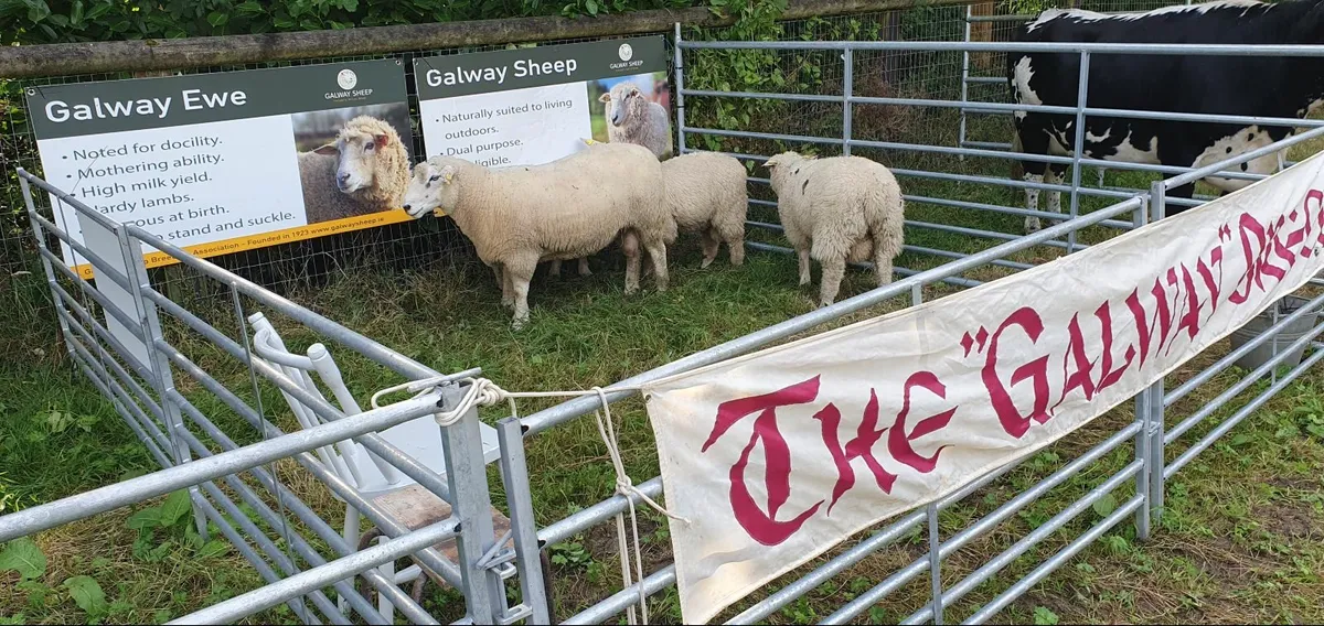 Galway Sheep 103rd Annual  Show and Sale 2025 - Image 1