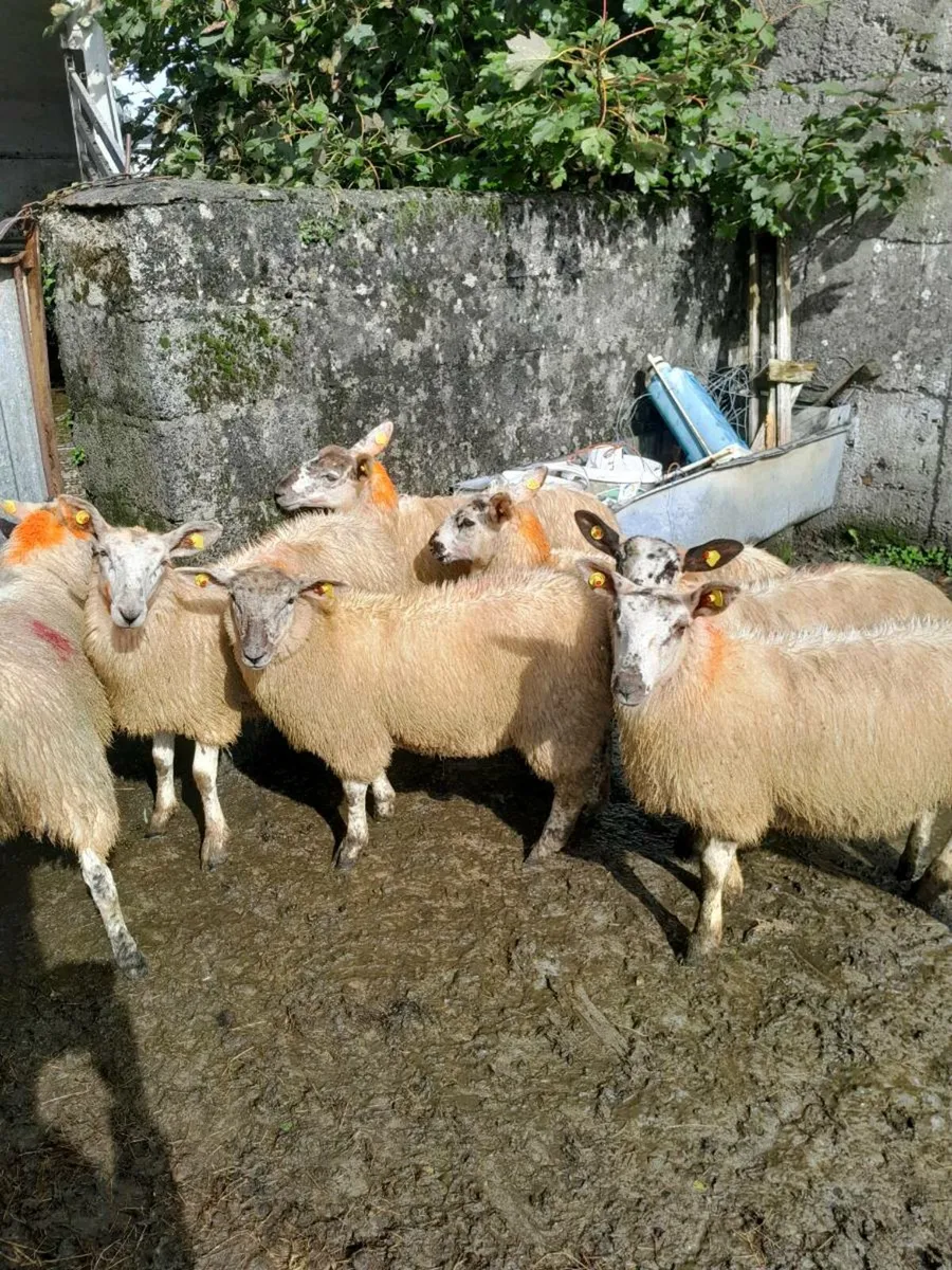 Ewe lambs - Image 1