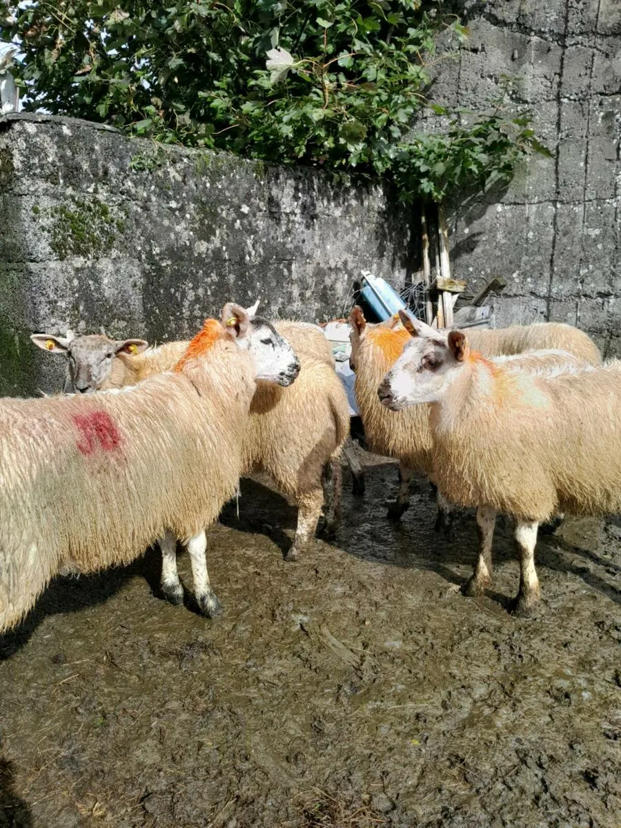 Ewe lambs - Image 2