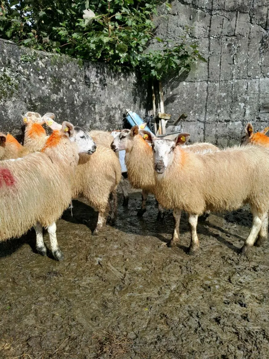 Ewe lambs - Image 3