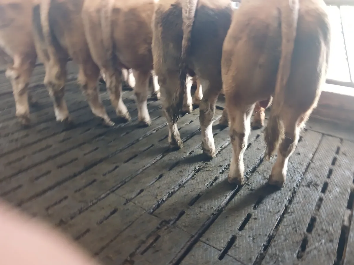 Livestock - Image 2