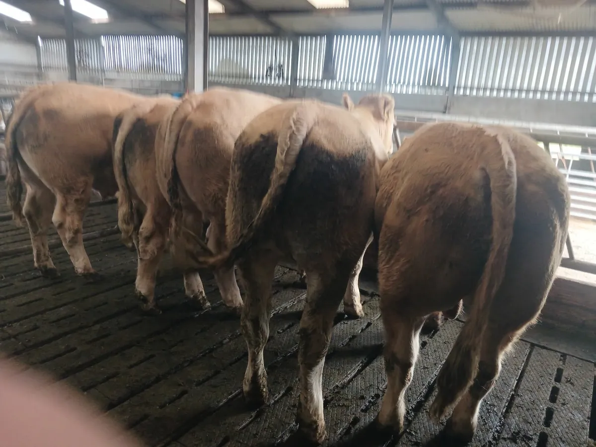 Livestock - Image 4