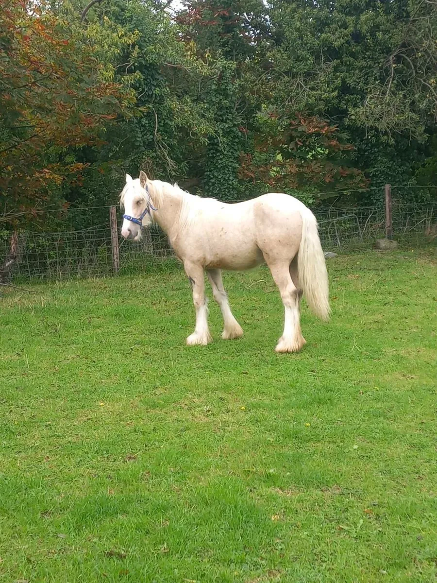 Heavy Yearling Palomino Colt - Image 1