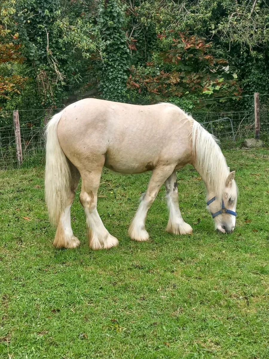 Heavy Yearling Palomino Colt - Image 2