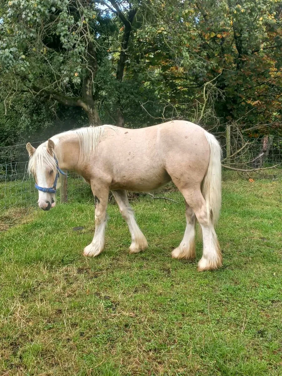 Heavy Yearling Palomino Colt - Image 3