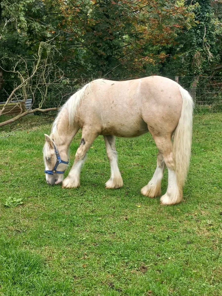 Heavy Yearling Palomino Colt - Image 4