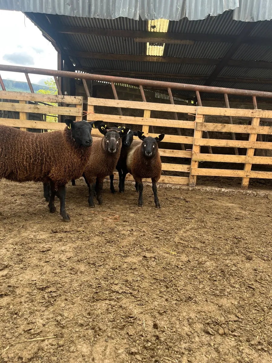 Super black ewe lambs - Image 3