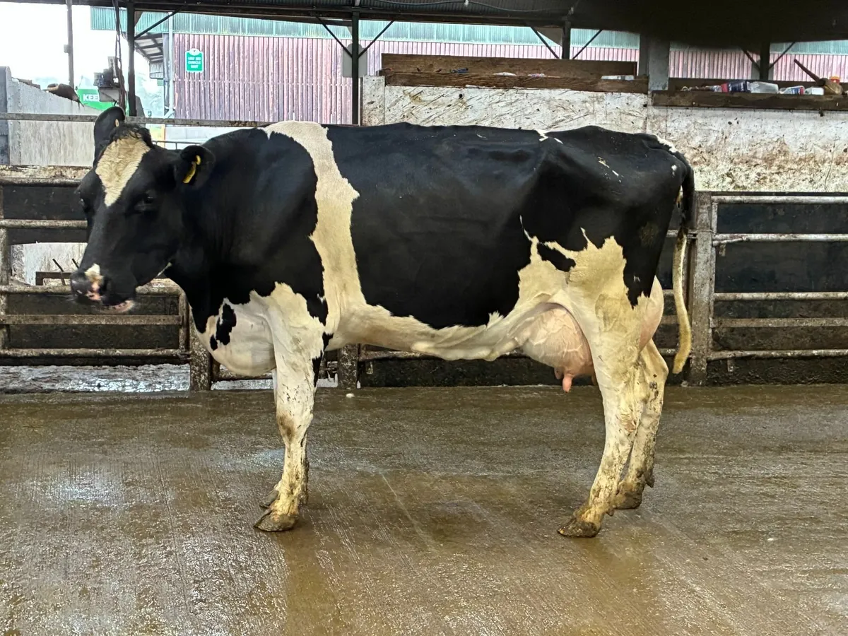 Calved cows - Image 1
