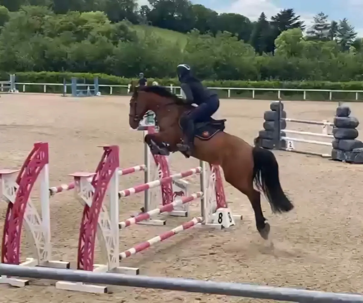 Fantastic Showjumping mare! - Image 2