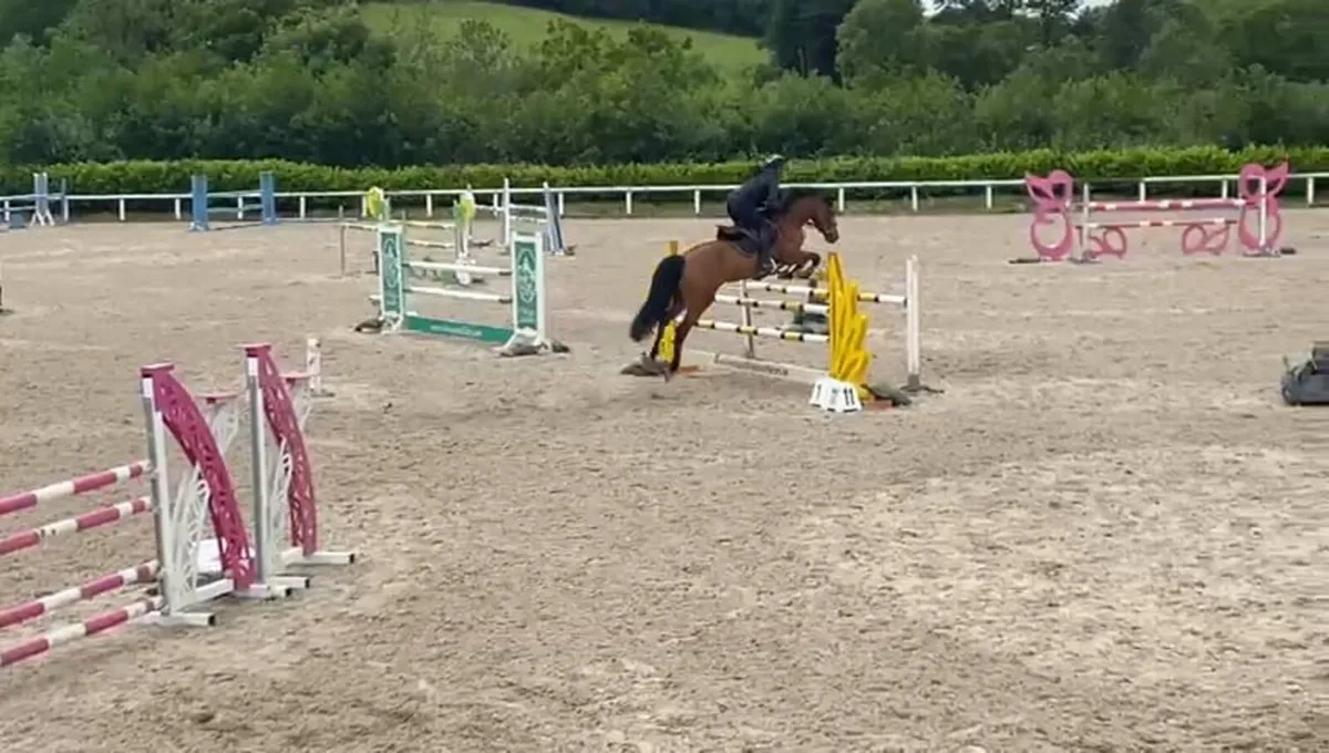 Fantastic Showjumping mare! - Image 3