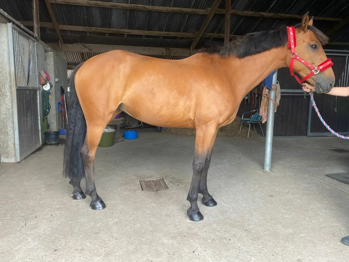 Fantastic Showjumping mare! - Image 4