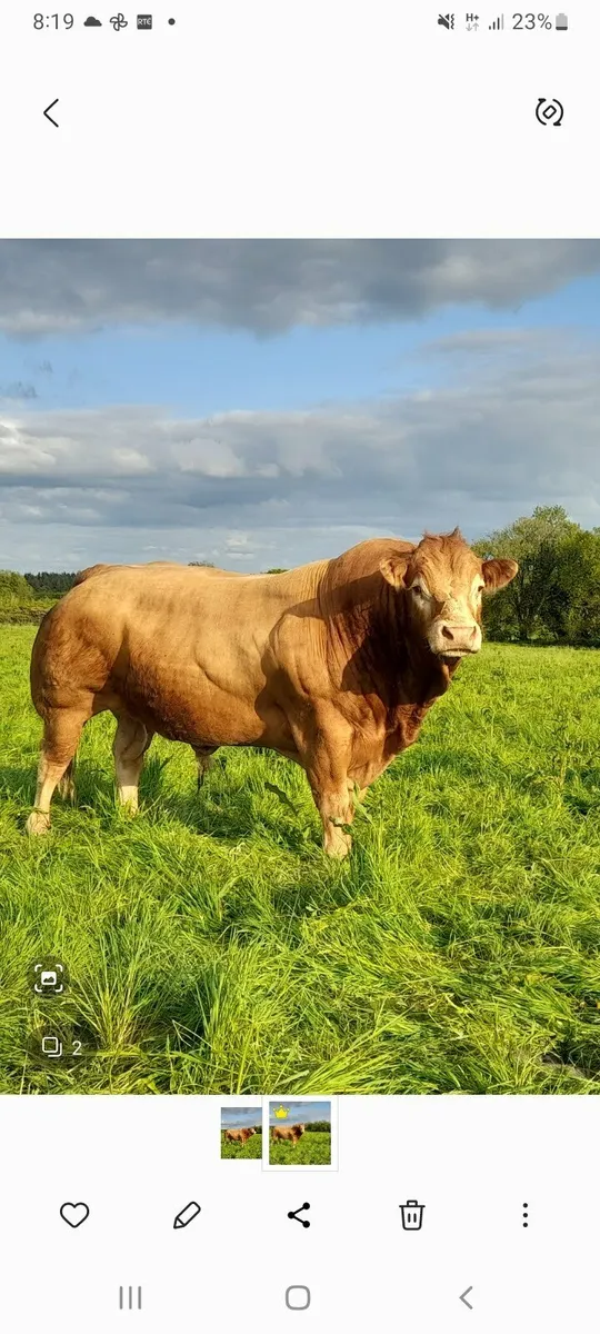 Limousin bull - Image 1