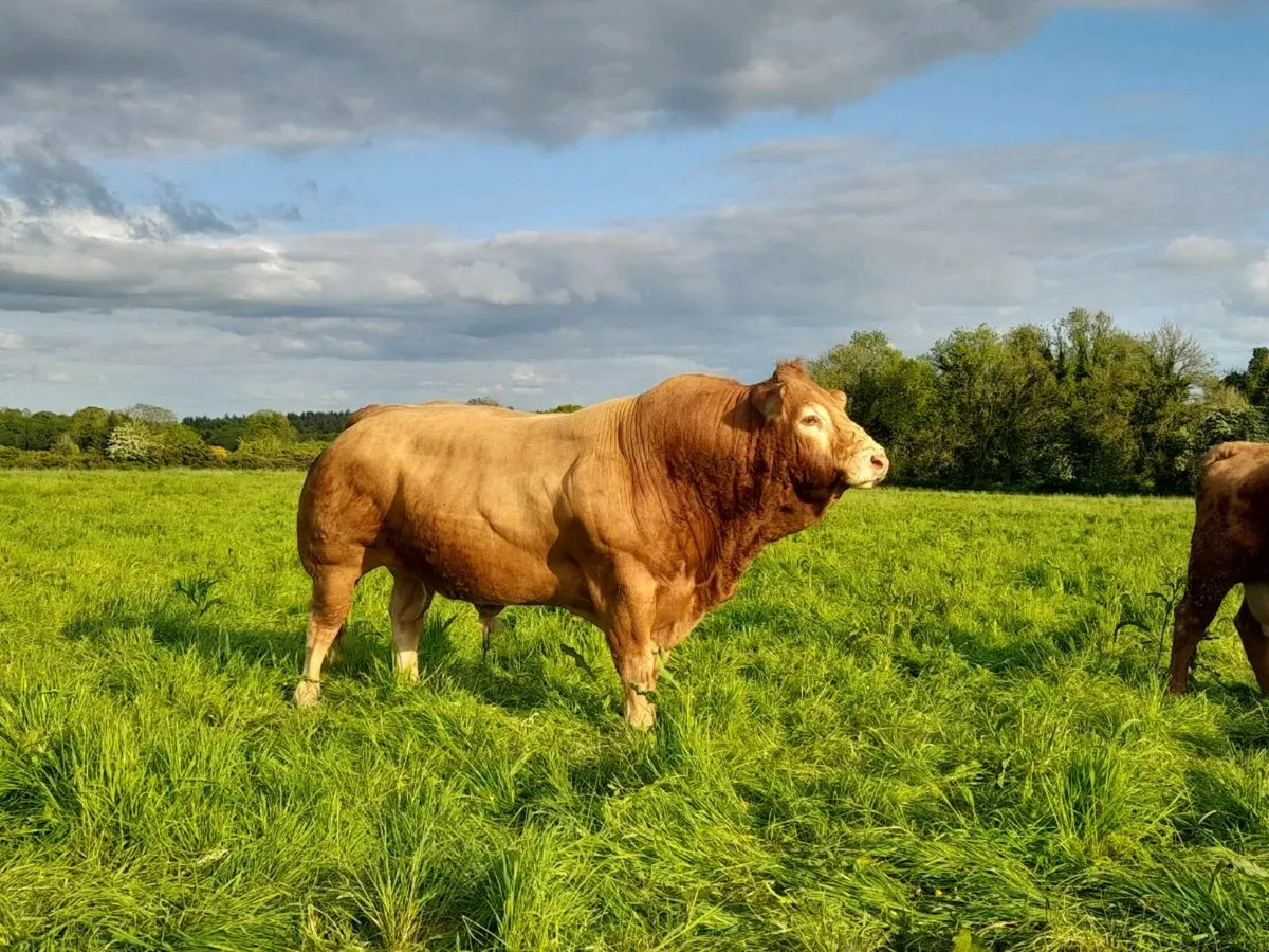 Limousin bull - Image 2