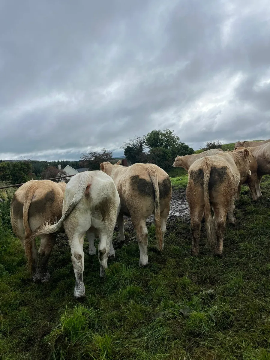 Ballymote Mart Bullock & Weanling Bull Sale - Image 1