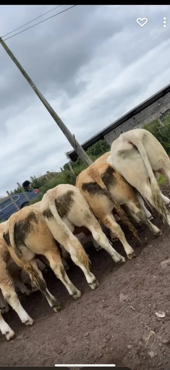 Ballymote Mart Bullock & Weanling Bull Sale - Image 3
