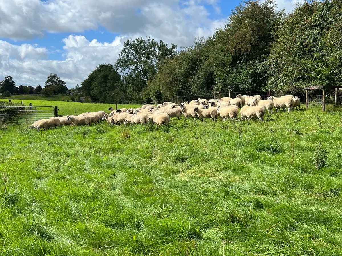 Hoggets - Image 1