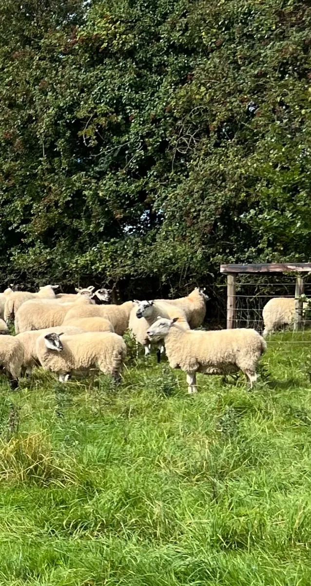 Hoggets - Image 2