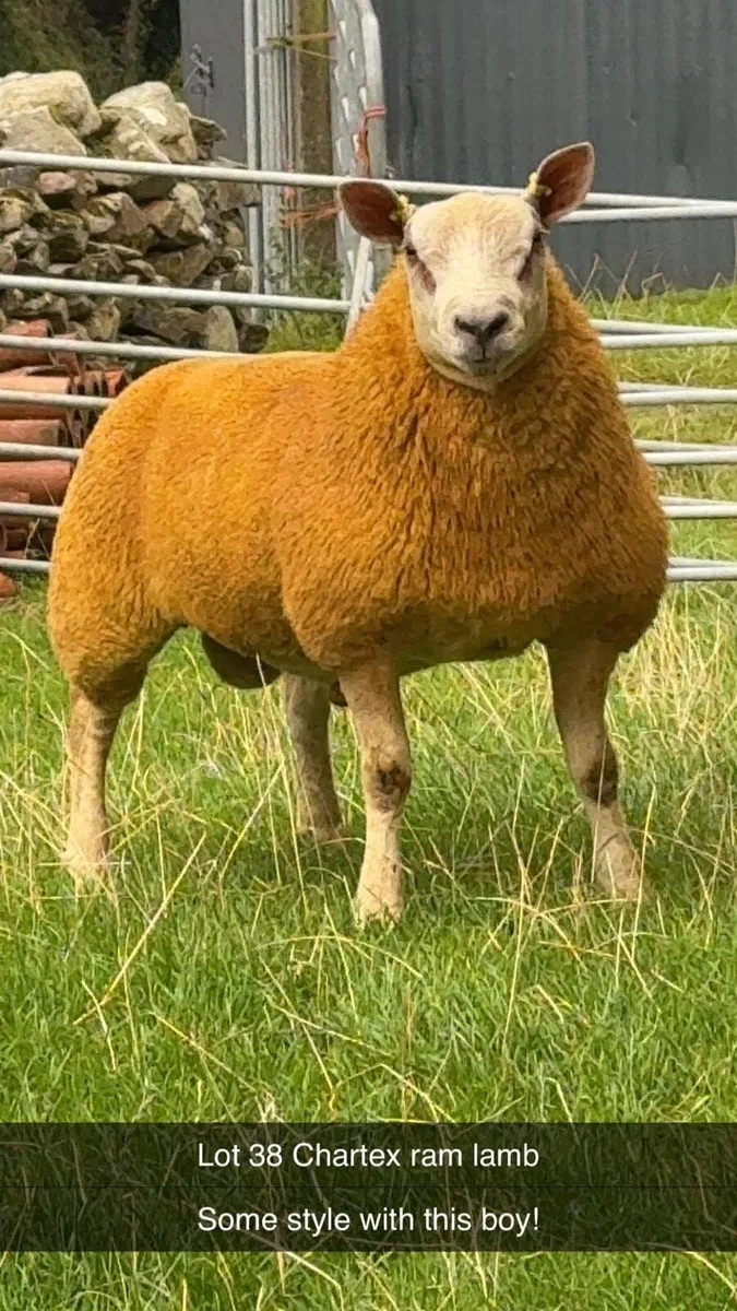 Annual Springhill ram sale - Image 2