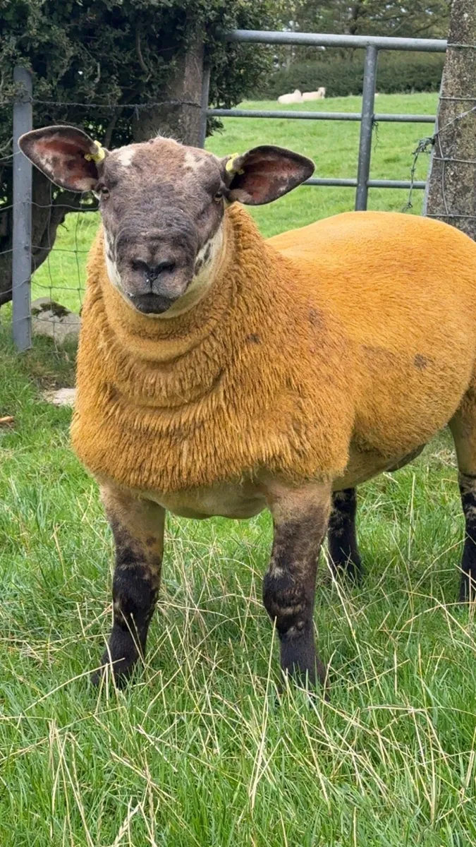 Annual Springhill ram sale - Image 4